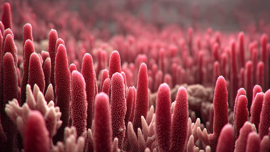 命を育む物流センター ― インサイドアウトで動く、小腸という生命拠点