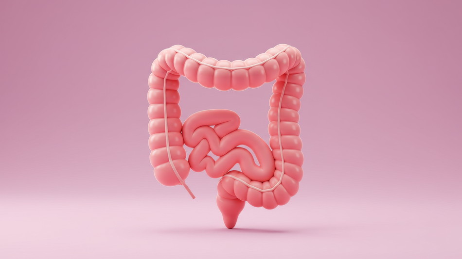 インサイドアウトで命を整えるリサイクル工場 ― 大腸という内なる共生システム